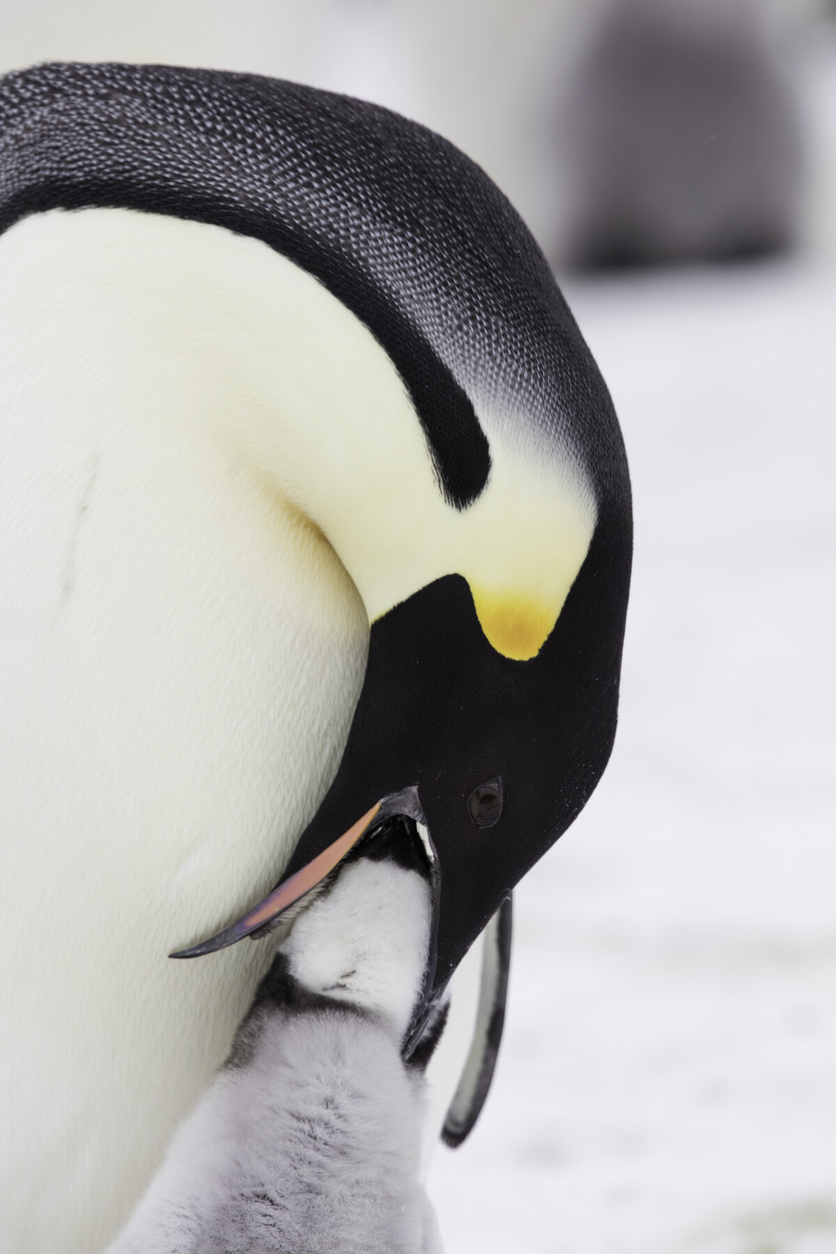 Antarctic Logistics & Expeditions Biology Diagrams